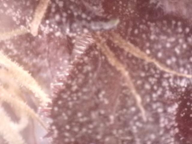 First Grow!. Week 8 - Trichs