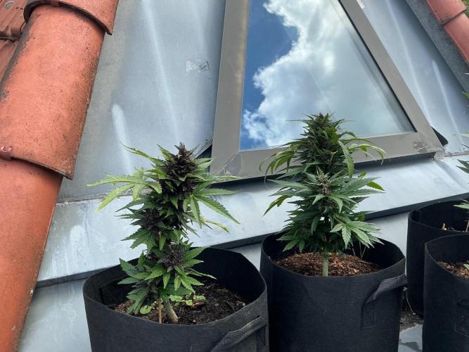 First Grow!. Week 8 - Not much growth in the last 7 days