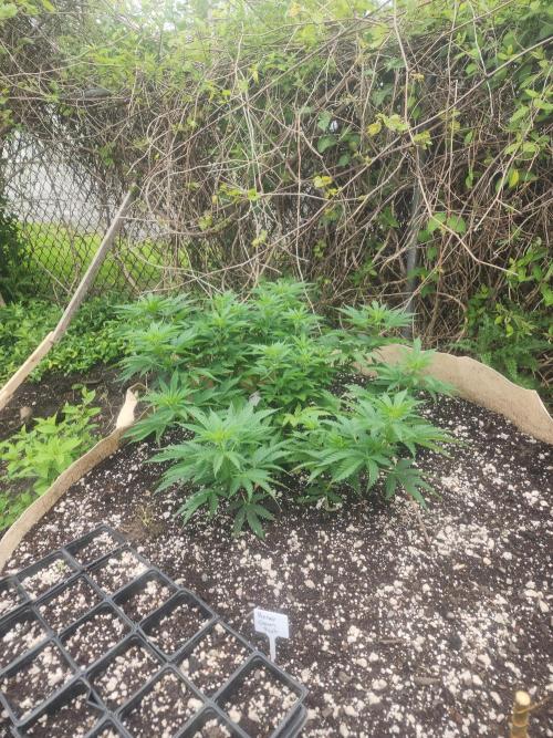 2026 BIG GIRLS. Week 13 - Honey cream fast with 7 main arms