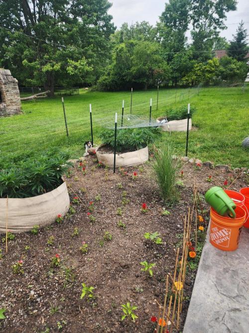 2026 BIG GIRLS. Week 13 - Marigolds peppers beans tomatoes zebra grass, 