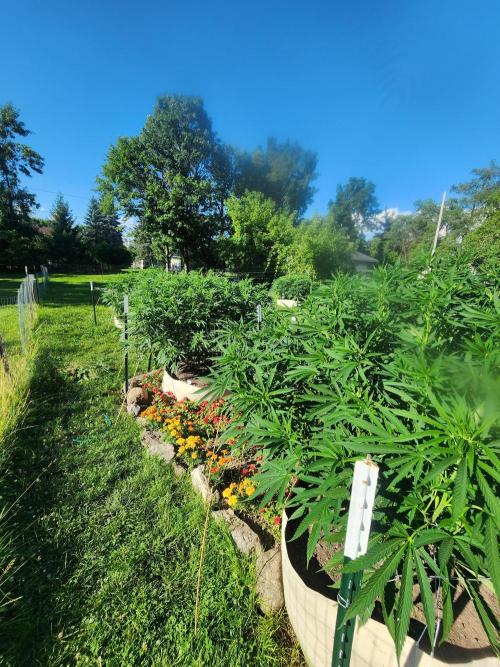 2026 BIG GIRLS. Week 13 - Sticky queen right bb fast further