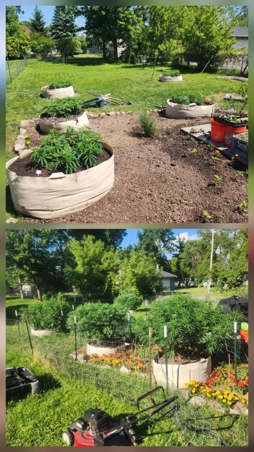 2026 BIG GIRLS. Week 13 - May 29th top 
July 7th bottom