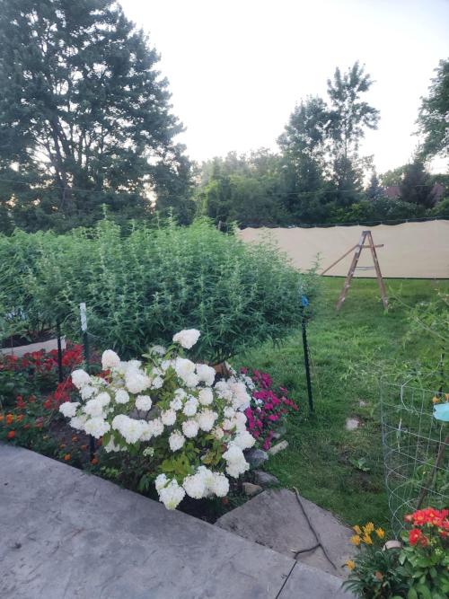 2026 BIG GIRLS. Week 2 - Zkittelz has super flat canopy 