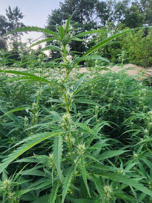 2026 BIG GIRLS. Week 2 - Zkittelz furthest into flowering so far