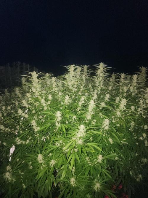 2026 BIG GIRLS. Week 7 - Bb fast diesel aroma