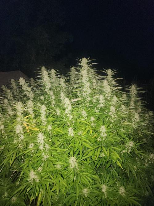 2026 BIG GIRLS. Week 7 - Bb fast  extreme berry aroma purely. 