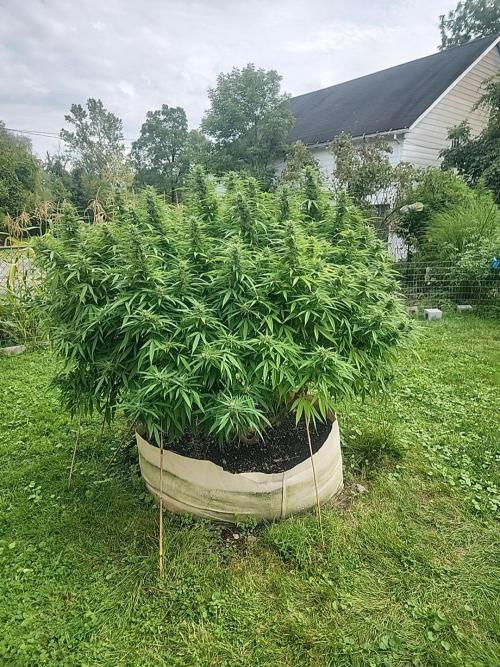 2026 BIG GIRLS. Week 7 - Bb fast smallest plant diesel