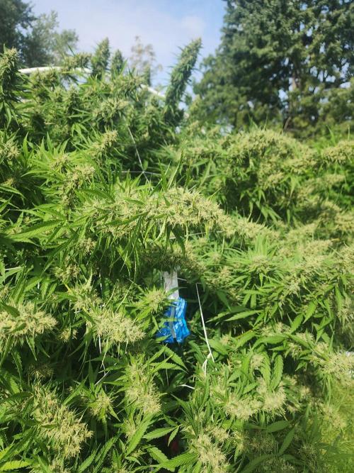 2026 BIG GIRLS. Week 7 - Zkittelz post rain