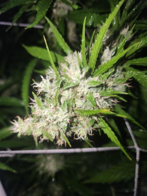2026 BIG GIRLS. Week 7 - Zkittelz foxtailing a little throwing new growth. Just like last year 