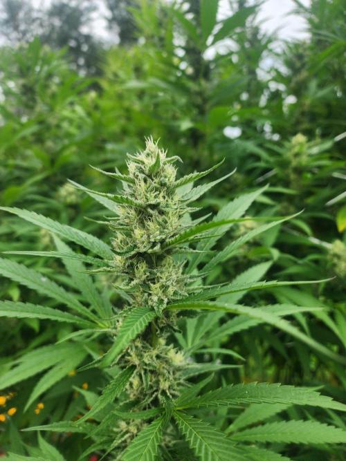 2026 BIG GIRLS. Week 8 - Sticky queen