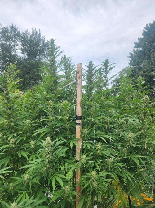 2026 BIG GIRLS. Week 8 - Sticky queen 
