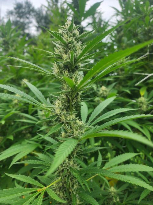 2026 BIG GIRLS. Week 8 - Sticky queen