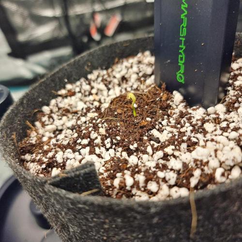 Blue Dream Auto. Week 0