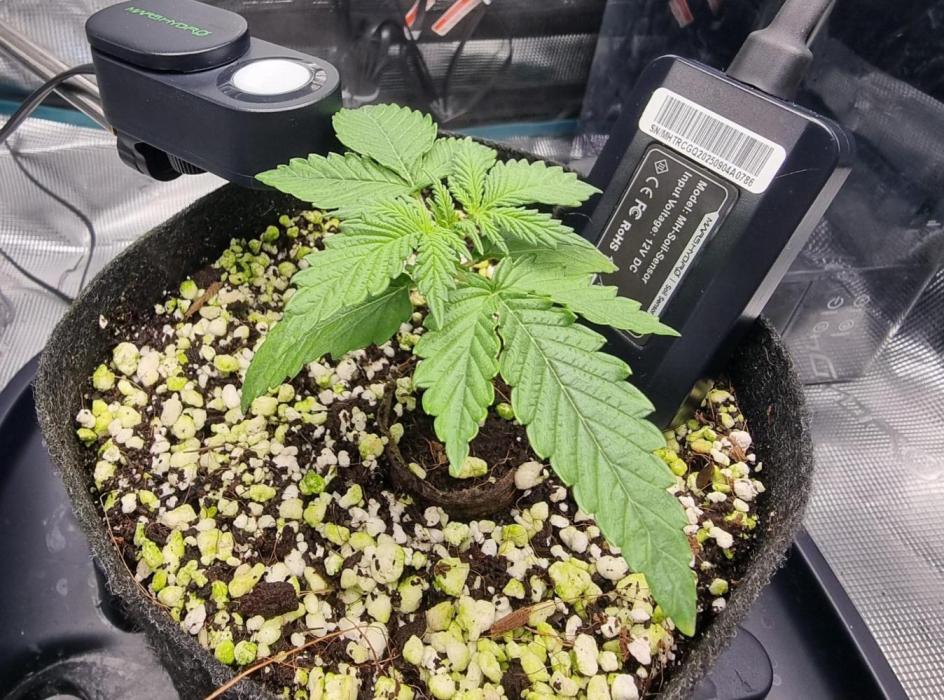 Blue dream auto. Week 2