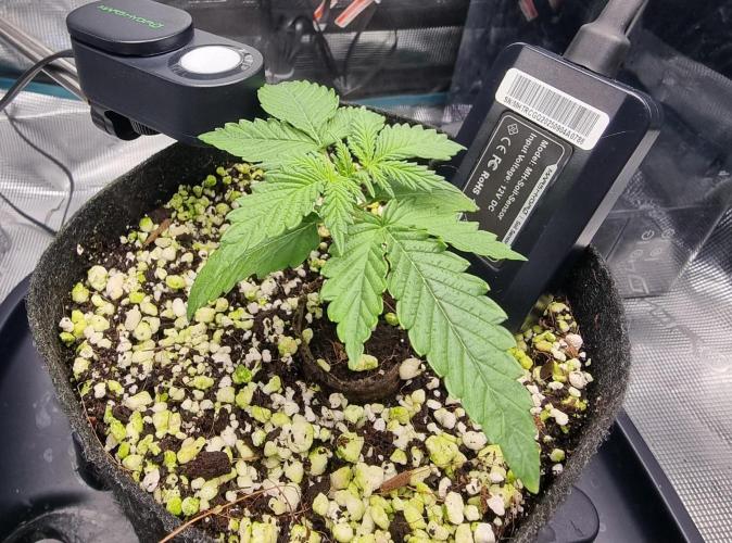 Blue Dream Auto. Week 2