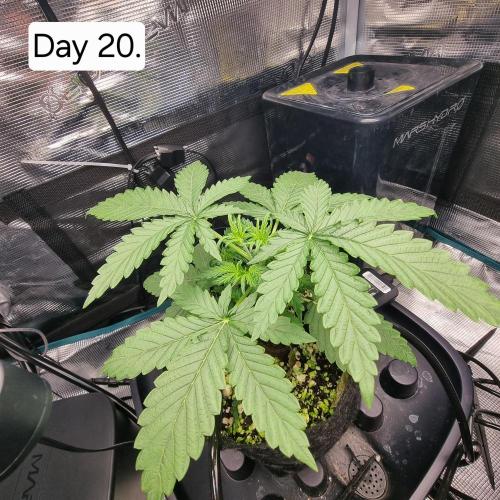 Blue dream auto. Week 3
