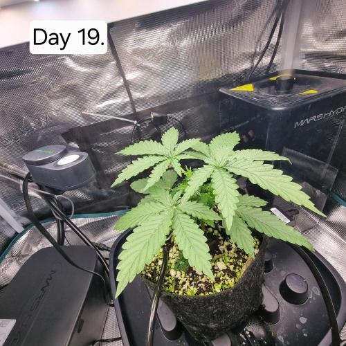 Blue dream auto. Week 3