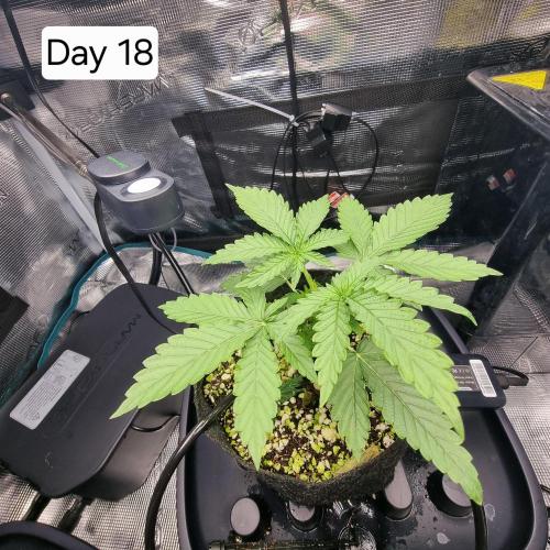 Blue dream auto. Week 3