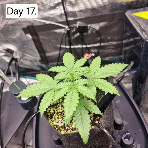 Blue dream auto. Week 3