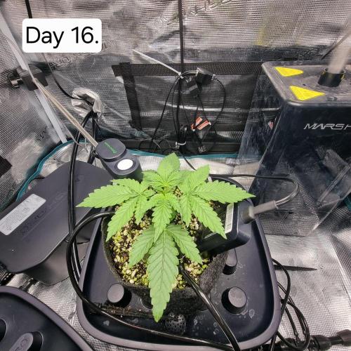 Blue dream auto. Week 3