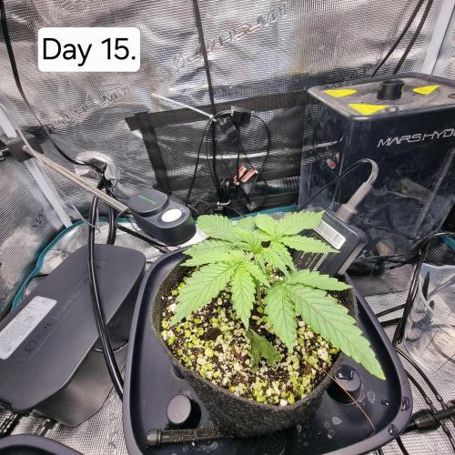 Blue Dream Auto. Week 3