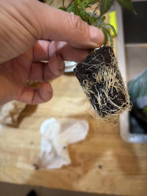 Giraffe Puzzy Doja MJ 2026 Cut. Week 1 - Nice cutzz