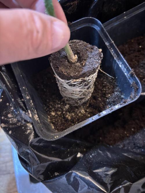 Giraffe Puzzy Doja MJ 2026 Cut. Week 1 - Rootz need zoil
