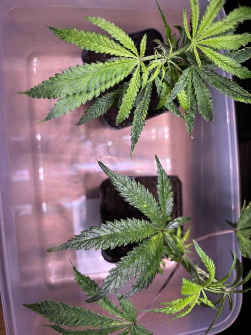 Giraffe Puzzy Doja MJ 2026 Cut. Week 1 - Zoil needs container