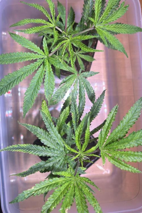 Giraffe Puzzy Doja MJ 2026 Cut. Week 1 - Day 4