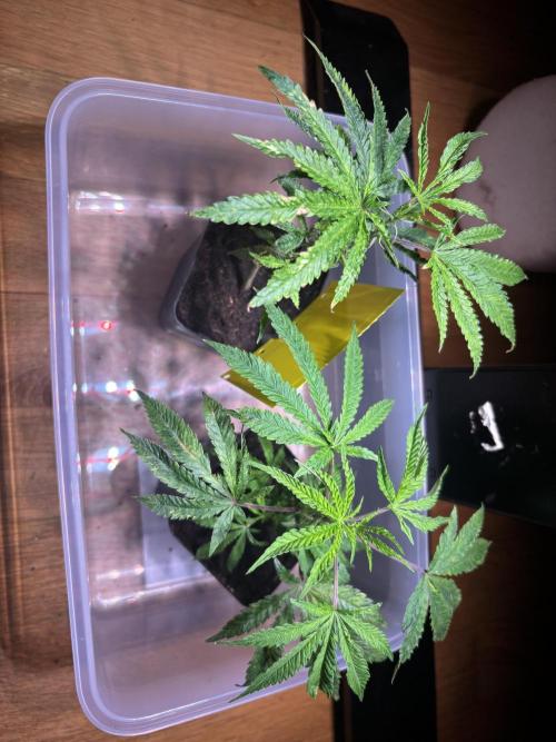 Giraffe Puzzy Doja MJ 2026 Cut. Week 1 - Day 4