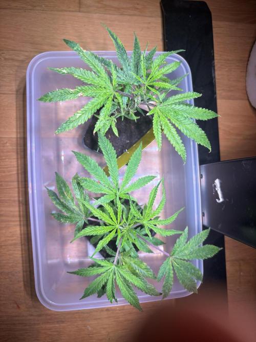 Giraffe Puzzy Doja MJ 2026 Cut. Week 1 - Day 5