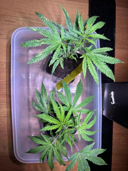 Giraffe Puzzy Doja MJ 2026 Cut. Week 1 - Day 6