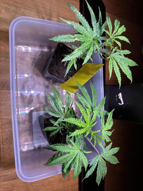 Giraffe Puzzy. Week 1