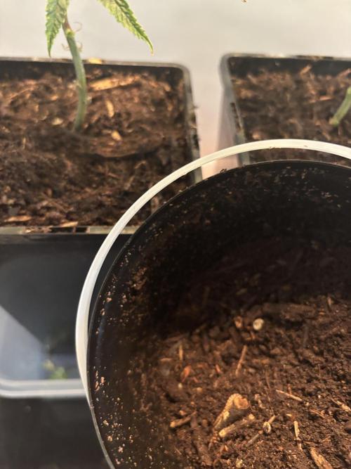 Giraffe Puzzy Doja MJ 2026 Cut. Week 2 - Got some special Mycelium Compost.
Added a little on top.