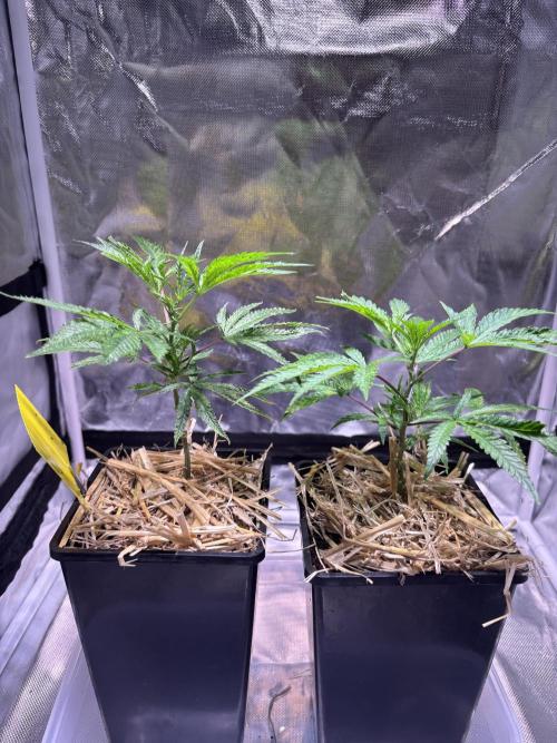 Giraffe Puzzy Doja MJ 2026 Cut. Week 2 - Package and content securing very sustainable. 
Used the straw as mulch.