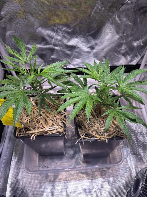 Giraffe Puzzy Doja MJ 2026 Cut. Week 2 - Raised the lamps.
showed a little light stress. 🙏 to Aurofarms 4 pointing out 