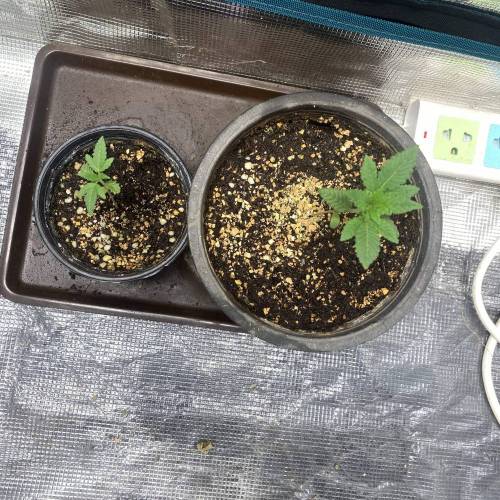 fast-buds-strawberry-banana-auto-grow-journal-by-uchiha420-growdiaries