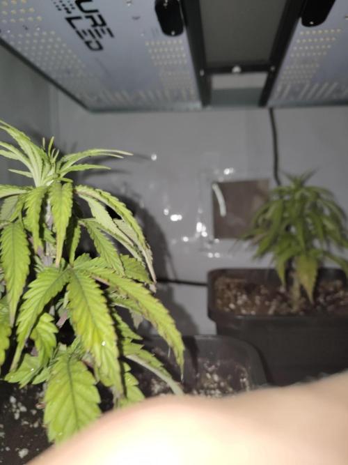 Cobalt haze 1st grow. Week 7