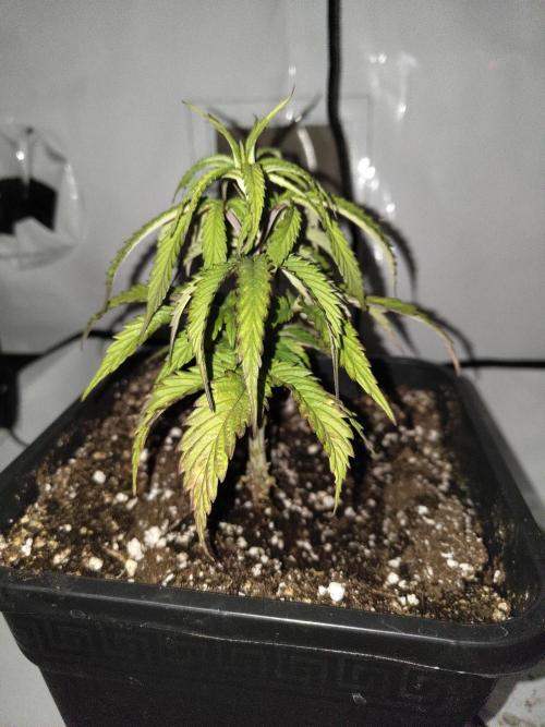 Cobalt haze 1st grow. Week 7