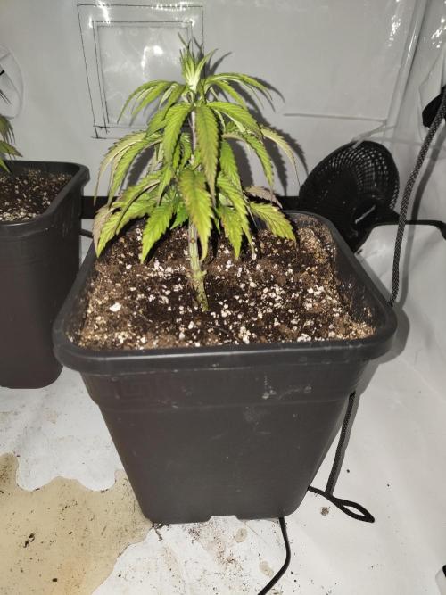 Cobalt haze 1st grow. Week 7