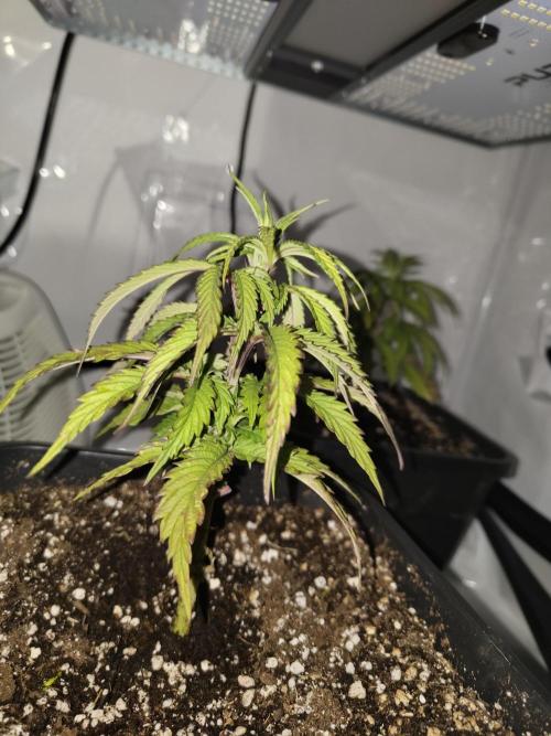 Cobalt haze 1st grow. Week 7