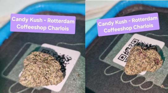 Comment by samuraiweedy photo #1