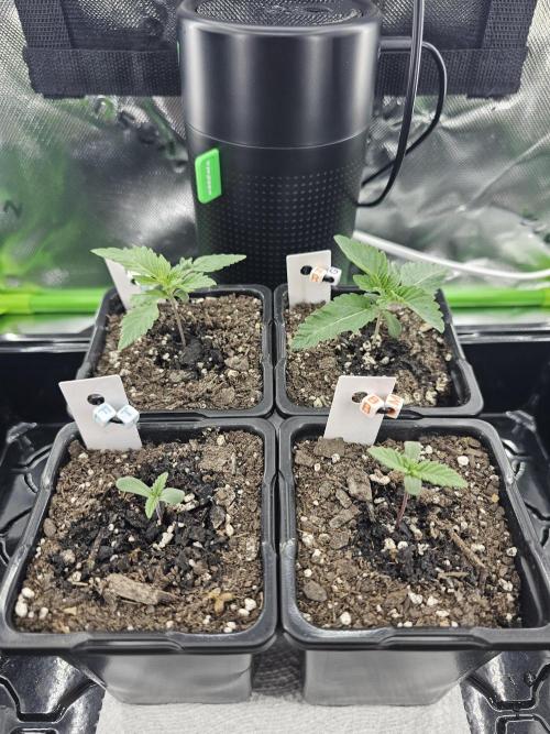 The 4. Week 6