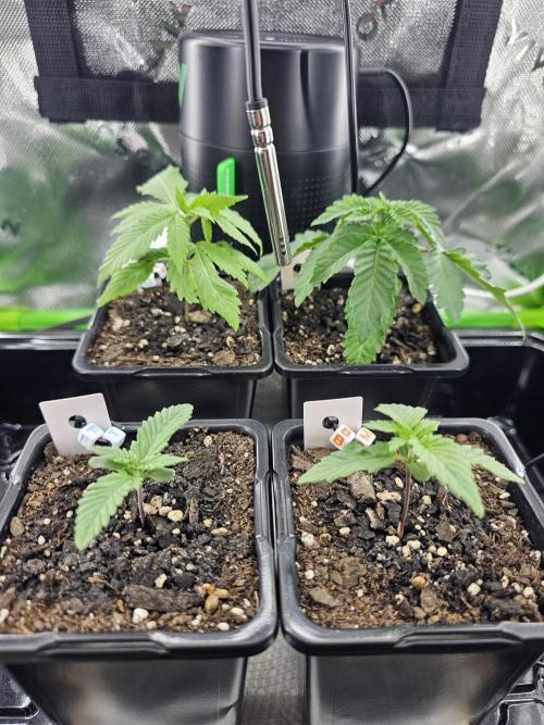 The 4. Week 6