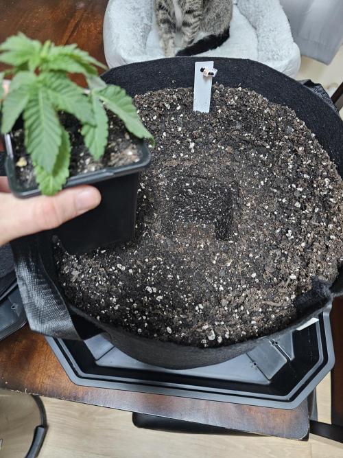 The 4. Week 6