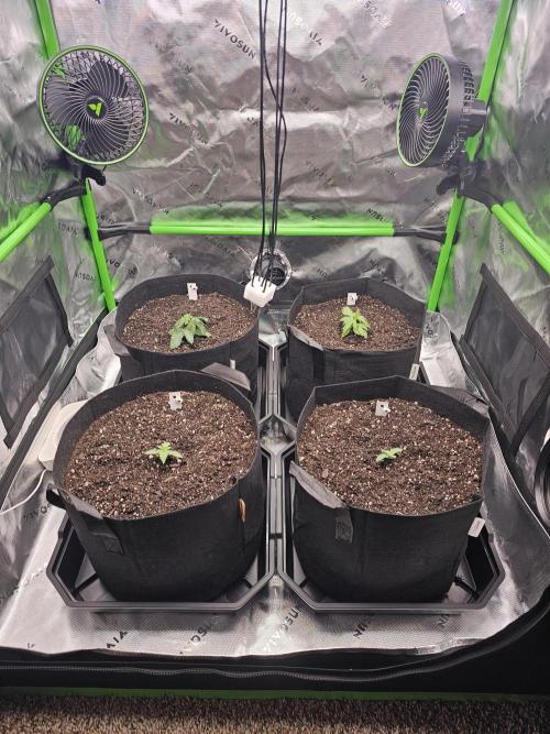 The 4. Week 6
