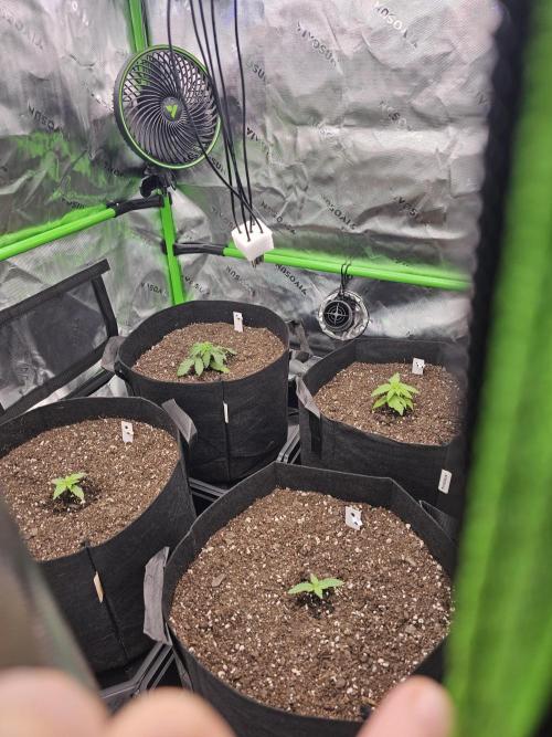 The 4. Week 6