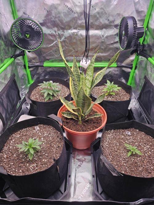 The 4. Week 6