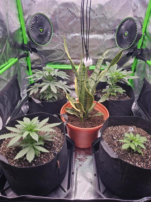The 4. Week 6