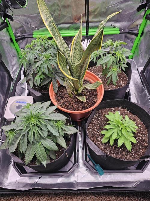 The 4. Week 6
